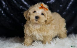 Maltipoo dogs for sale: Scotch - Image 6