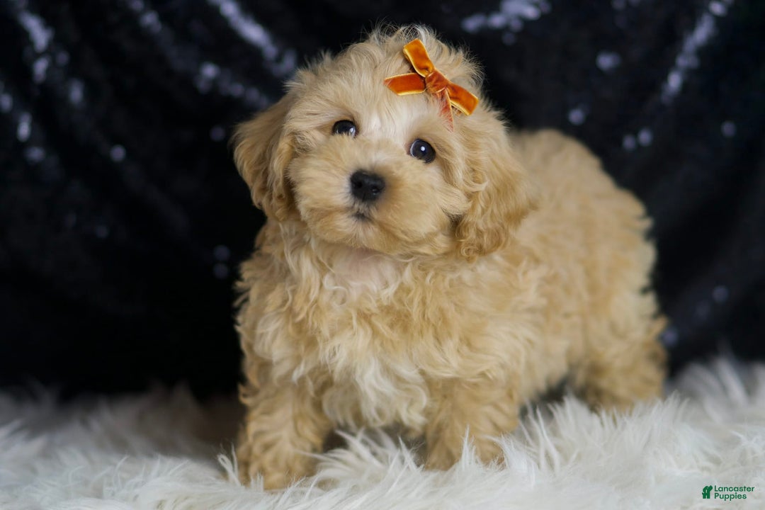 Maltipoo dogs for sale: Scotch - Image 6
