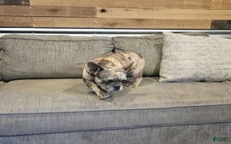 French Bulldog dogs for sale: Melody - Image 2