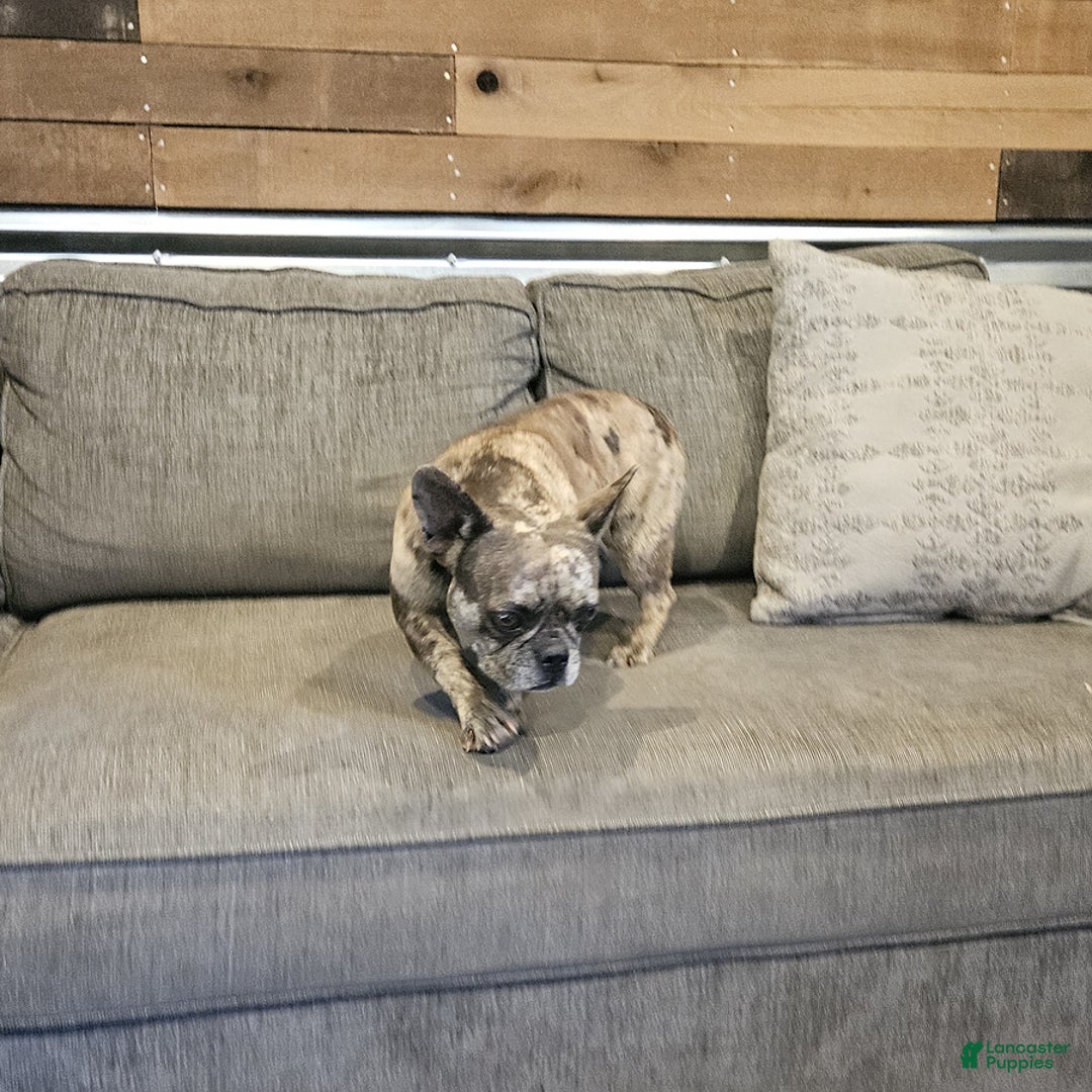 French Bulldog dogs for sale: Melody - Image 2