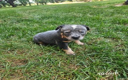 Australian Cattle Dog dogs for sale: Ollie - Image 2