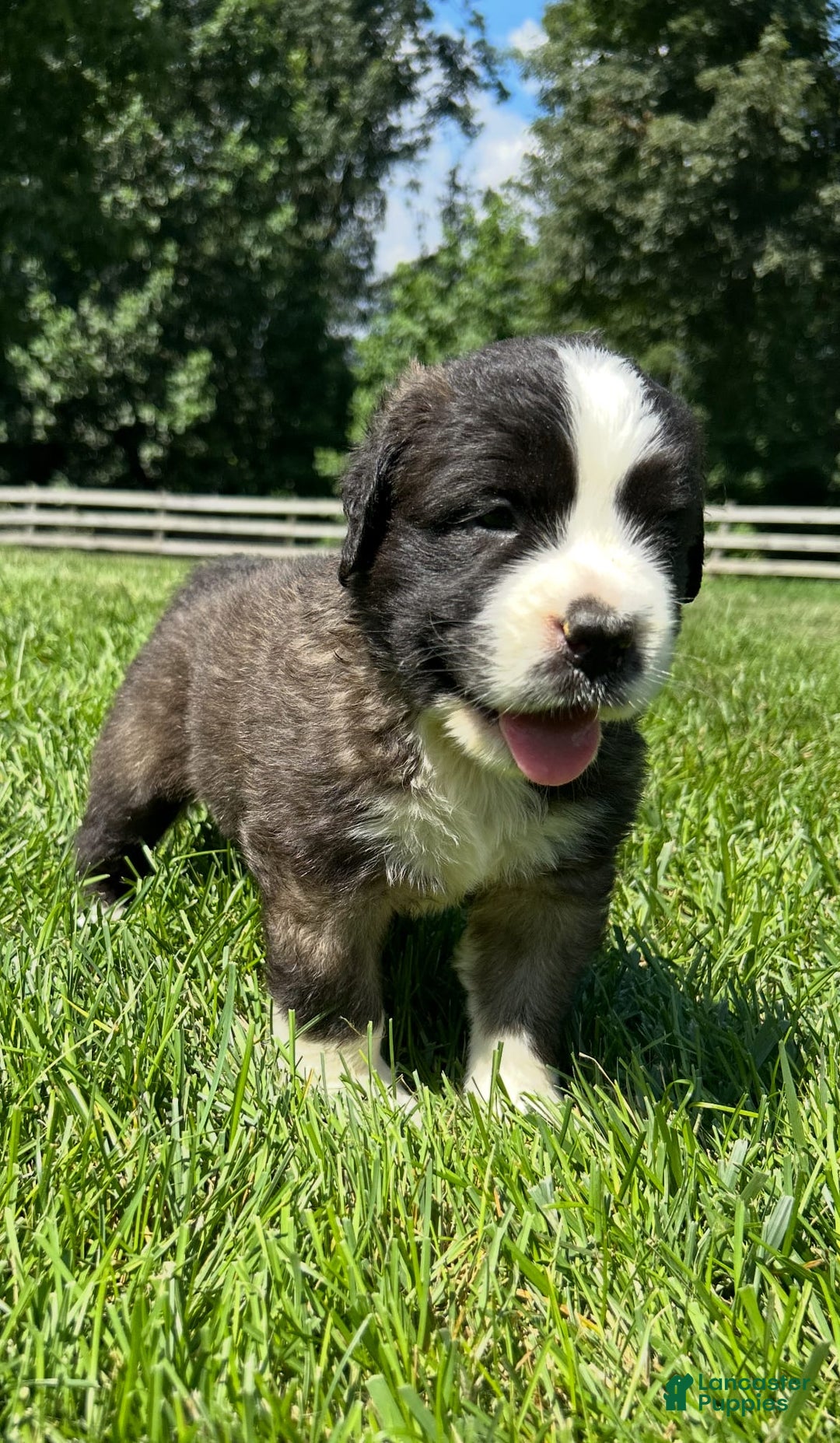 Saint Bernard dogs for sale: Brigit - Image 1