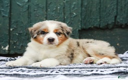Australian Shepherd dogs for sale: Atlas - Image 3