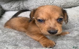 Miniature Dachshund dogs for sale: Baby Cosmo - Image 8