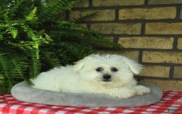 Havapoo dogs for sale: Thomas - Image 11