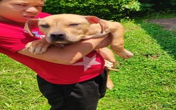 American Bully dogs for sale: Sagittarius - Image 1