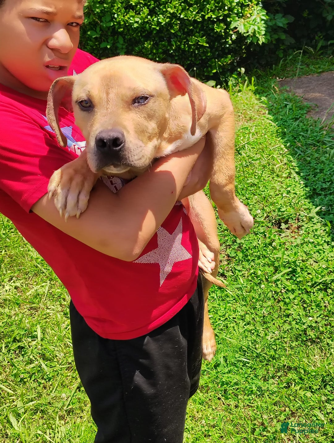 American Bully dogs for sale: Sagittarius - Image 1