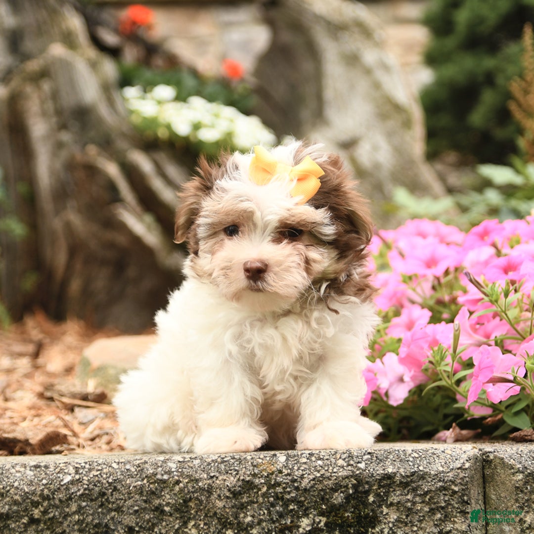 Maltese dogs for sale: Lucky - Image 3