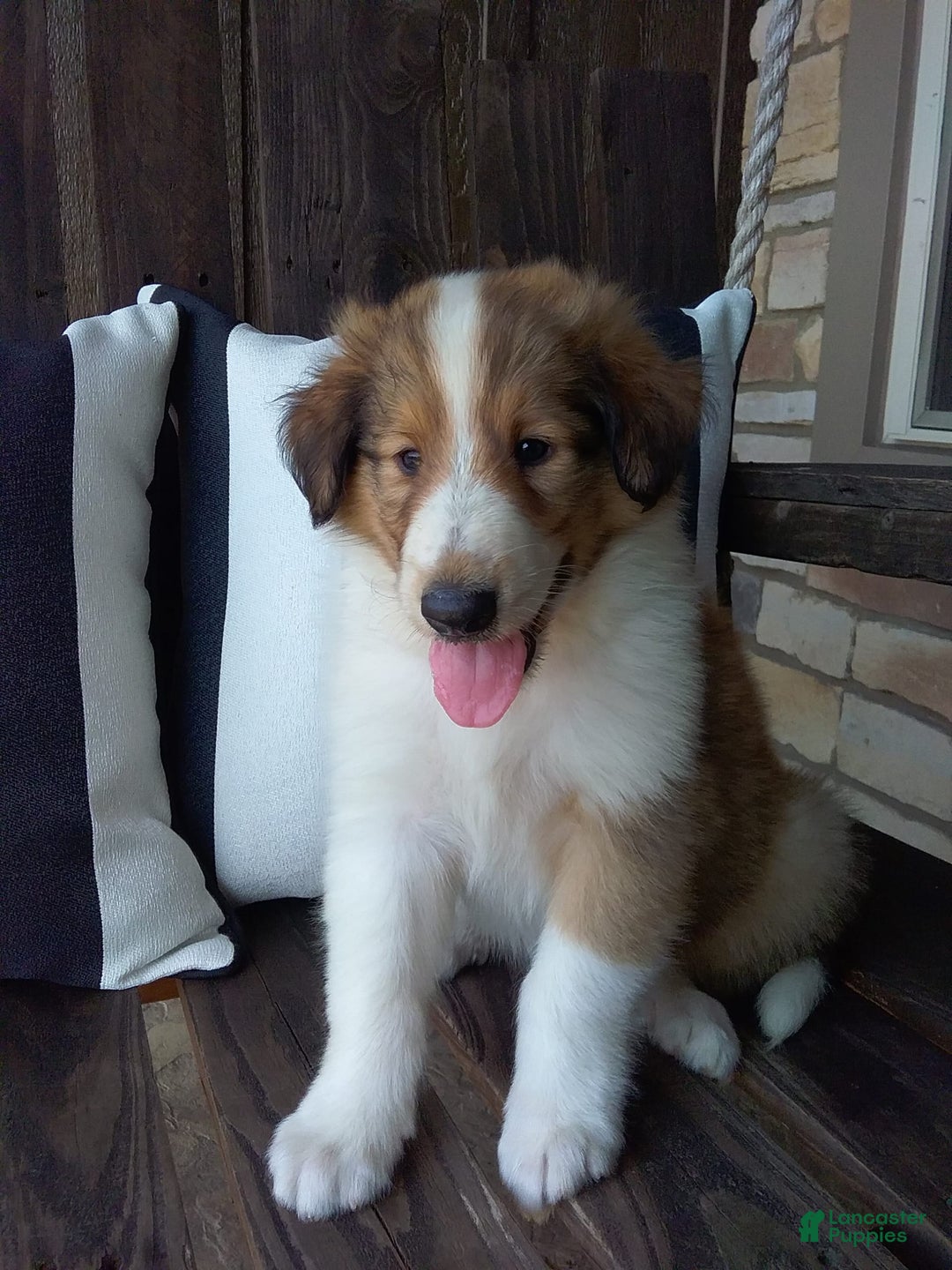 Collie dogs for sale: Danny - Image 5