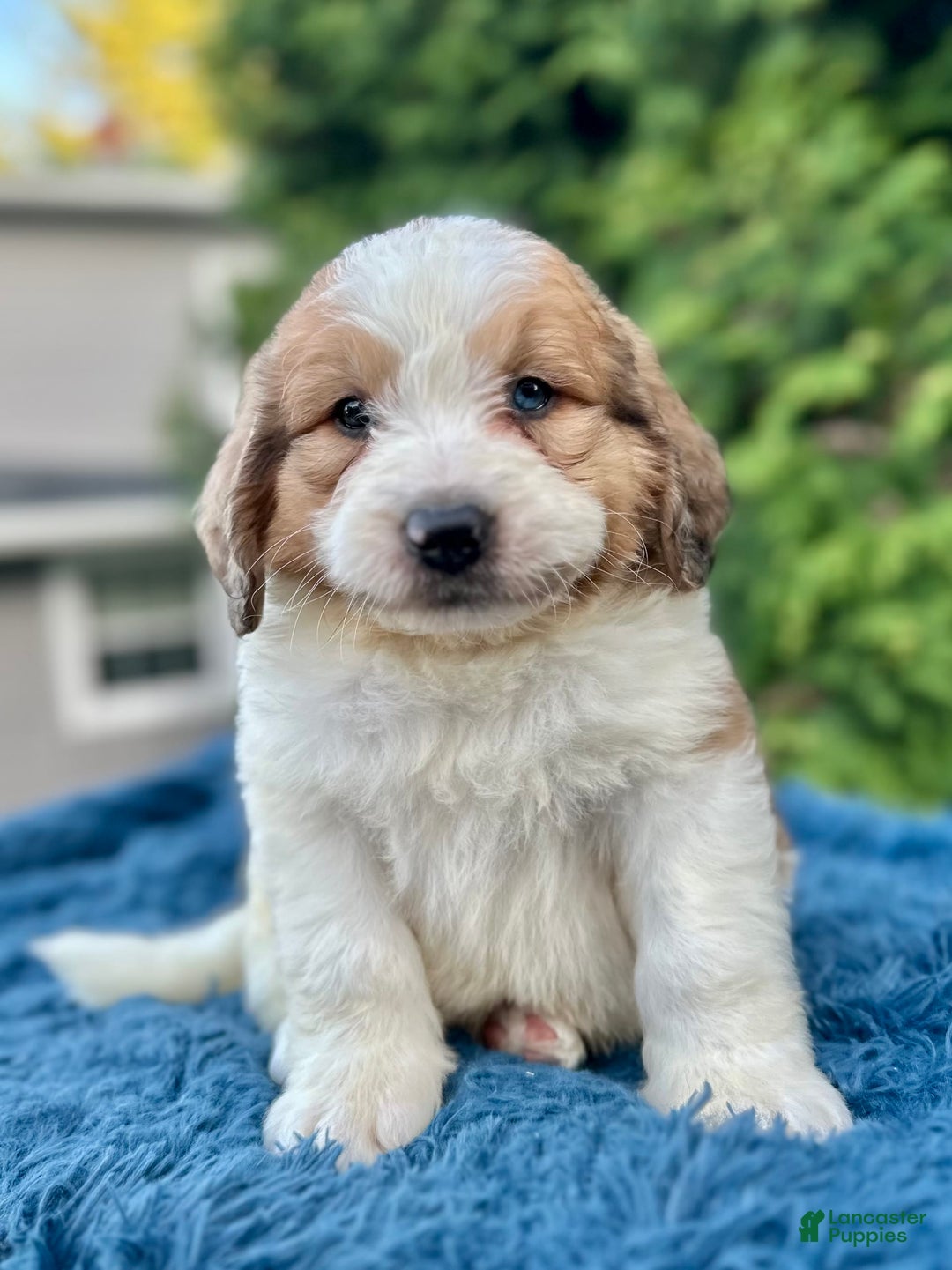Saint Berdoodles dogs for sale: Biscuit - Image 2