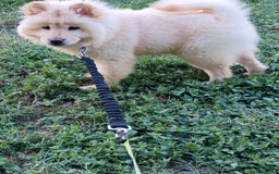 Chow Chow dogs for sale: Zoe - Image 6