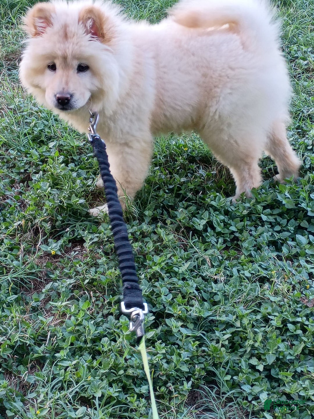 Chow Chow dogs for sale: Zoe - Image 6