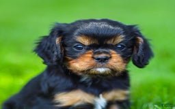 Cavalier King Charles Spaniel dogs for sale: Rocky - Image 1