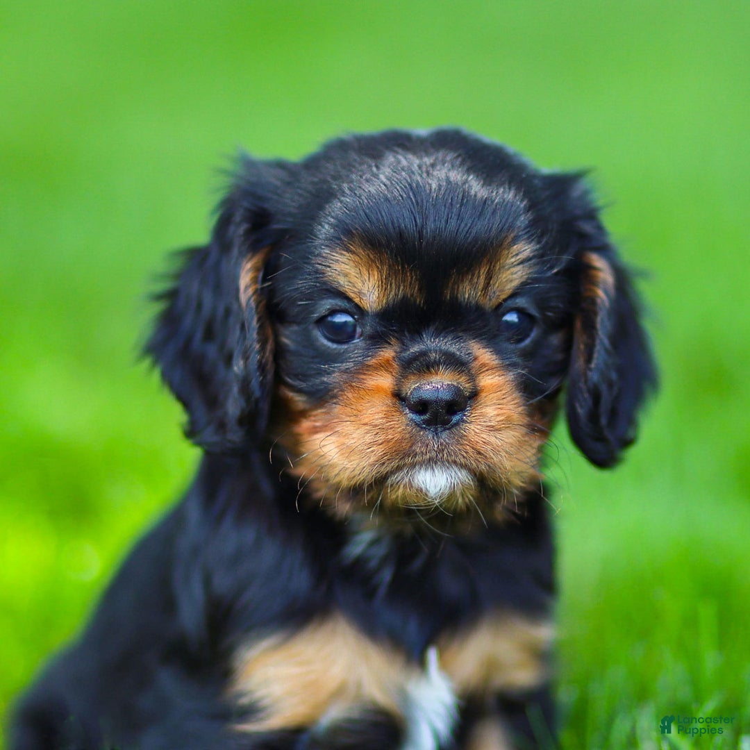 Cavalier King Charles Spaniel dogs for sale: Rocky - Image 1
