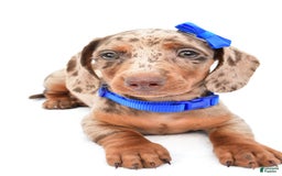 Miniature Dachshund dogs for sale: Griffin - Image 7