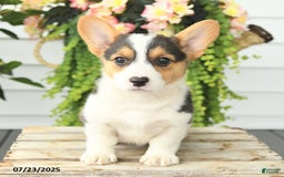 Welsh Corgi Pembroke dogs for sale: Precious - Image 4