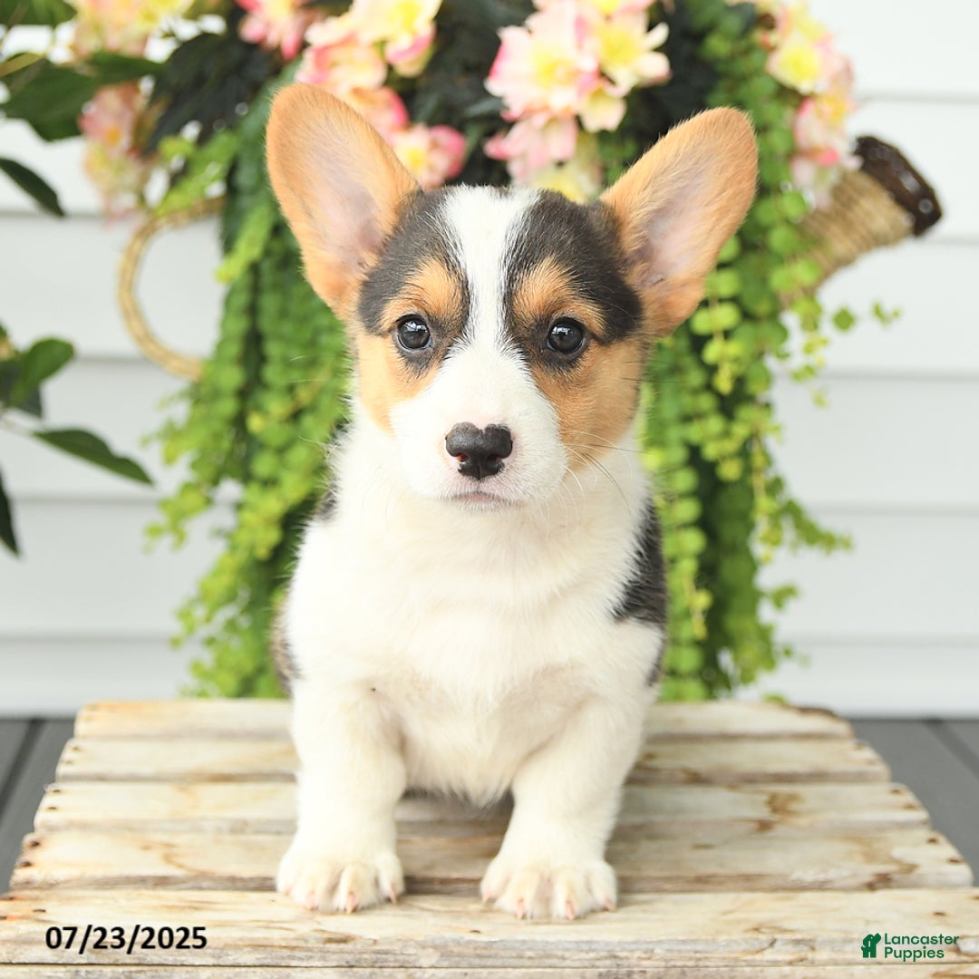 Welsh Corgi Pembroke dogs for sale: Precious - Image 4