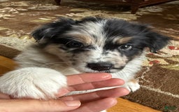 Australian Shepherd dogs for sale: Pineapple - Image 7