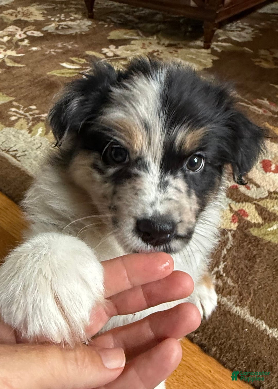 Australian Shepherd dogs for sale: Pineapple - Image 7