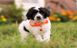 Miniature Poodle dogs for sale: Oreo - Image 7