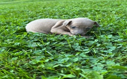 Italian Greyhound dogs for sale: Toby - Image 1