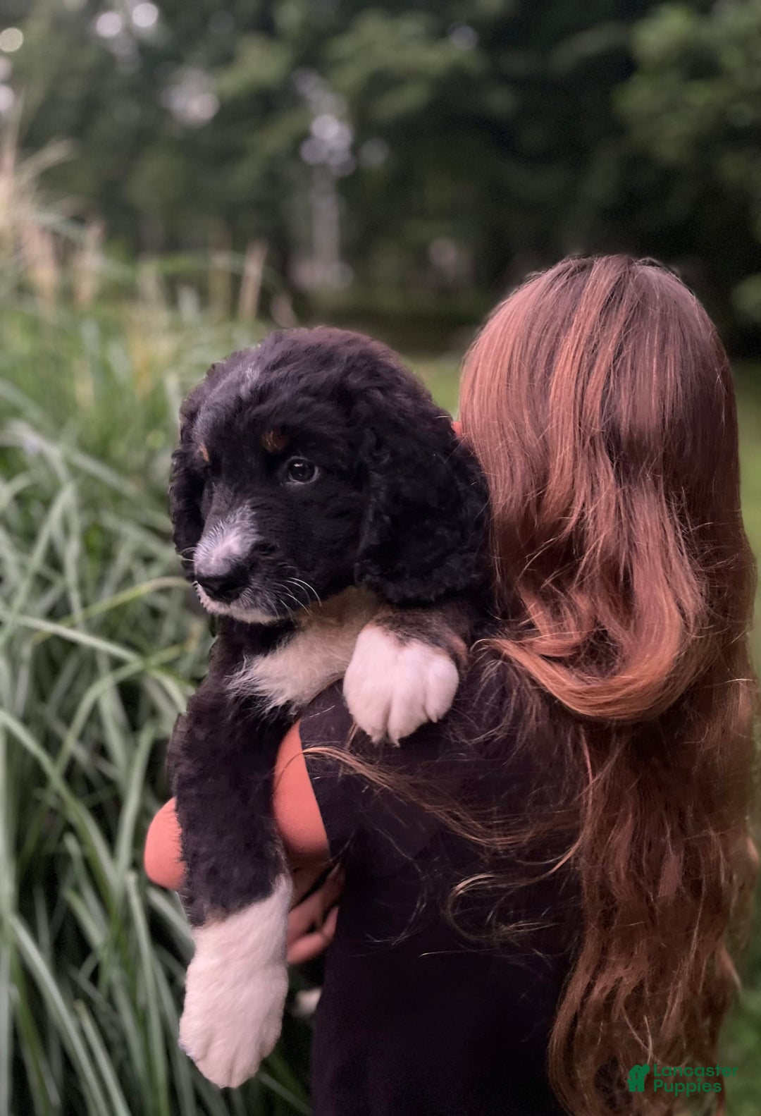 Bernedoodle dogs for sale: Ranger - Image 2