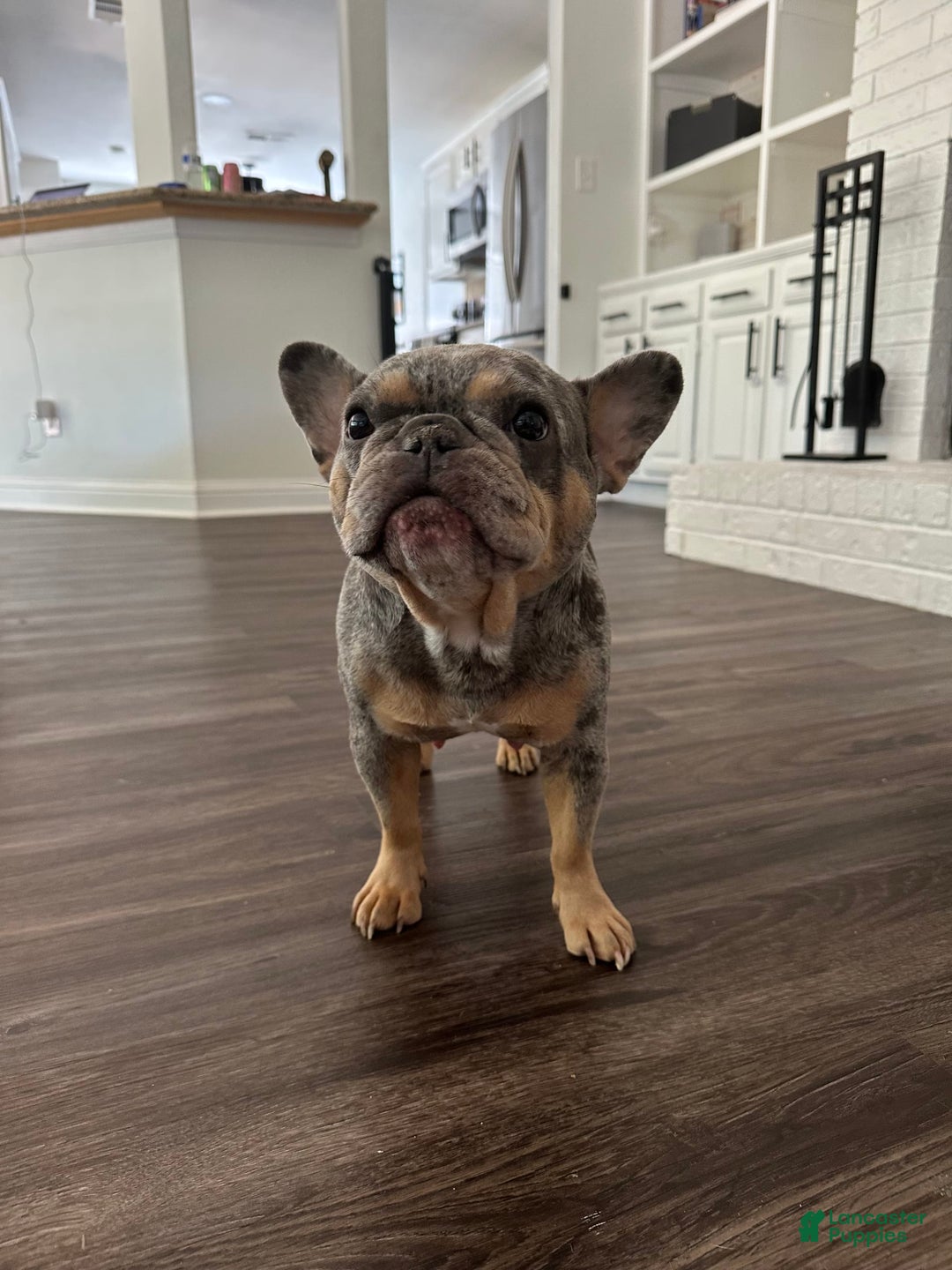 French Bulldog dogs for sale: Winni - Image 9