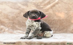 German Shorthaired Pointer dogs for sale: Brooklyn - Image 1