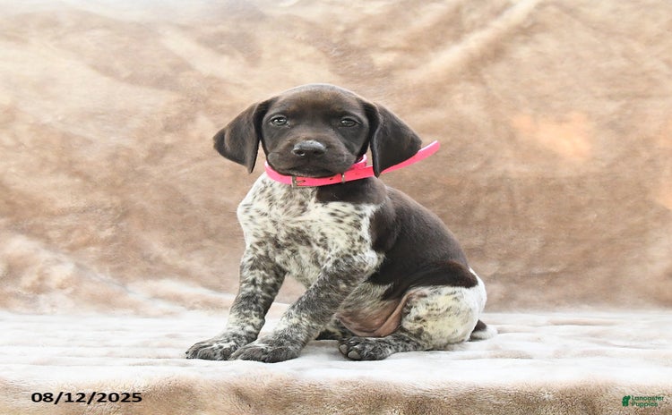 German Shorthaired Pointer dogs for sale - Ad 2