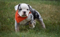 Beabull dogs for sale: Diamond - Image 6