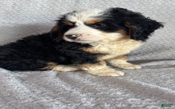 Mini Bernedoodle dogs for sale: Marshall - Image 4