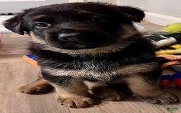 German Shepherd dogs for sale: Rolfe - Image 3