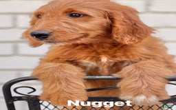 Goldendoodle dogs for sale: Nugget - Image 12