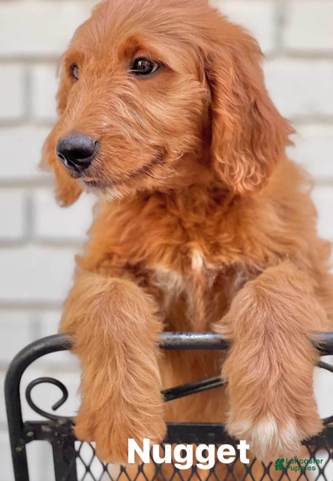 Goldendoodle dogs for sale: Nugget - Image 12