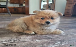 Pomeranian dogs for sale: Brad - Image 5