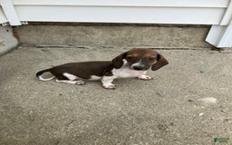Miniature Dachshund dogs for sale: Roselyn - Image 8