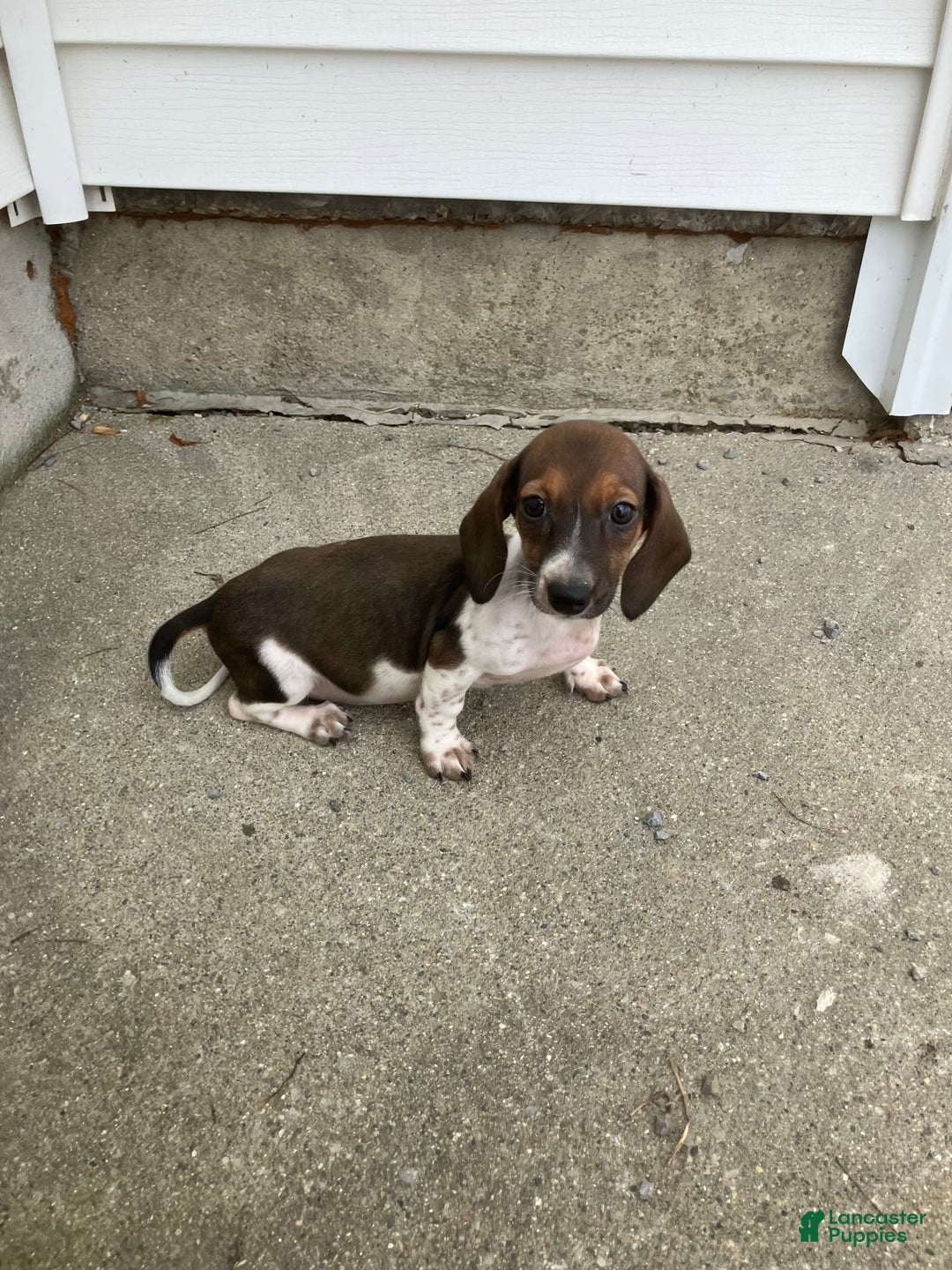 Miniature Dachshund dogs for sale: Roselyn - Image 8