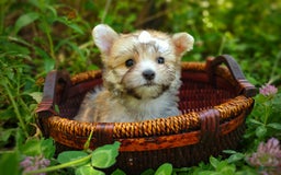 Morkie dogs for sale: Rare Babydoll Spark - Image 2