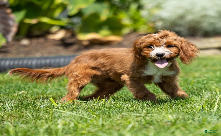 Cavapoo dogs for sale - Ad 5