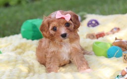 Cavapoo dogs for sale: Lucy - Image 9