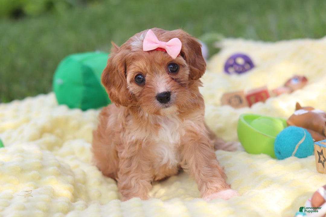 Cavapoo dogs for sale: Lucy - Image 9