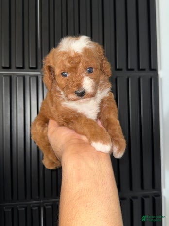 Toy Poodle dogs for sale - Ad 2