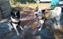 categoriesInfo:categoryAttributeOptions.pets.dogs.breed.akita dogs for sale: Pocahontas - Image 9