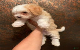 Mini Bernedoodle dogs for sale: Peaches N Cream - Image 1