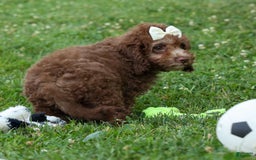 Cockapoo dogs for sale: Bailey - Image 9
