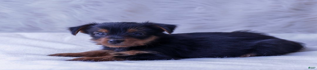 Buddy