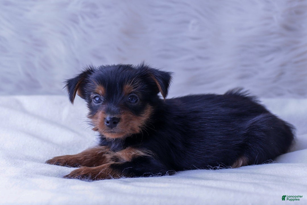 Yorkshire Terrier dogs for sale: Buddy - Image 1