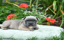 French Bulldog dogs for sale: Bessie - Image 3