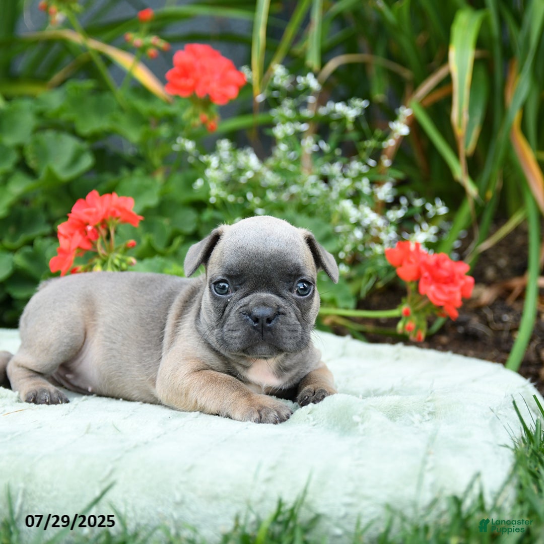 French Bulldog dogs for sale: Bessie - Image 3