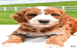 Mini Goldendoodle dogs for sale: Justin - Image 2